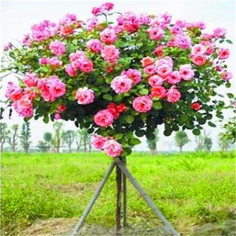 50Pcs Mix-color rose tree rare rose flower Bonsai for home garden planting Potted,Balcony & Yard Flower bonsai plant free ship