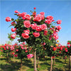 50Pcs Mix-color rose tree rare rose flower Bonsai for home garden planting Potted,Balcony & Yard Flower bonsai plant free ship
