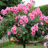 50Pcs Mix-color rose tree rare rose flower Bonsai for home garden planting Potted,Balcony & Yard Flower bonsai plant free ship