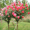 50Pcs Mix-color rose tree rare rose flower Bonsai for home garden planting Potted,Balcony & Yard Flower bonsai plant free ship