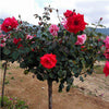 50Pcs Mix-color rose tree rare rose flower Bonsai for home garden planting Potted,Balcony & Yard Flower bonsai plant free ship